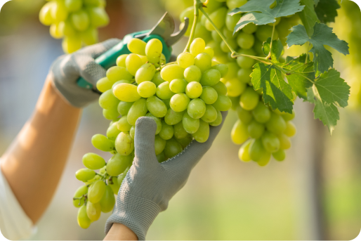 Uvas representando a VGT Fresh