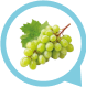 Grape Europe